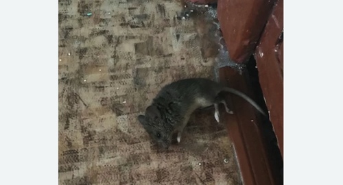 Дезинфекция от мышей в Сусумане